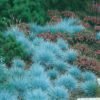 Rumput Biru Festuca - Gambar 4