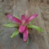 Bromelia Purple Grass - Gambar 2