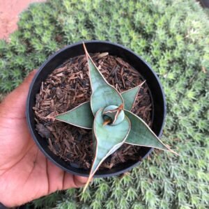 Sansevieria Pinguicula