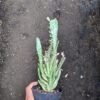 Kaktus Opuntia Monacantha - Gambar 2