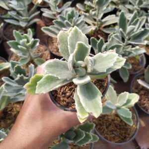 Kalanchoe Millotii