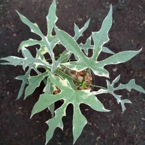 Pepaya Jepang Variegata / Cnidoscolus Aconitifolius