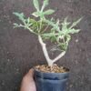 Pepaya Jepang Variegata / Cnidoscolus Aconitifolius - Gambar 3