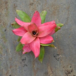 Bromelia Pink Grass