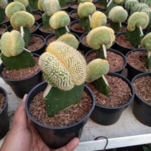 Kaktus Grafting Leninghausii Cristata