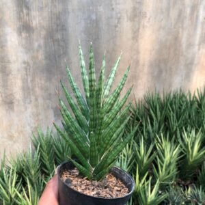 Sansevieria Francisii