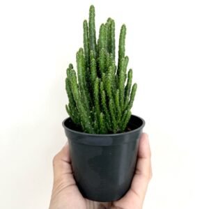 Kaktus Opuntia Tuna Monstruosa