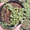 Kaktus Tasbih Variegata - Gambar 2