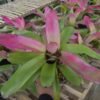 Bromelia Purple Grass - Gambar 3