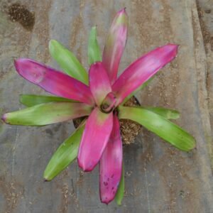 Bromelia Purple Grass