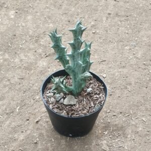 Kaktus Orbea Dummeri