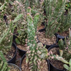 Kaktus Opuntia Monacantha