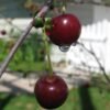 Cherry Jepang - Gambar 3