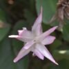 Goepertia Loeseneri (Calathe Bintang Brasil) - Gambar 2