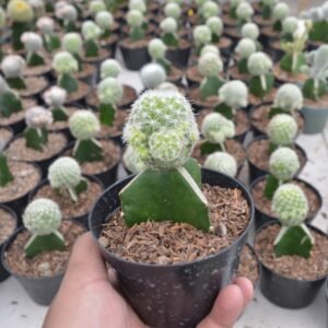 Kaktus Grafting Vetula