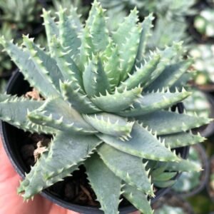 Aloe Brevifolia