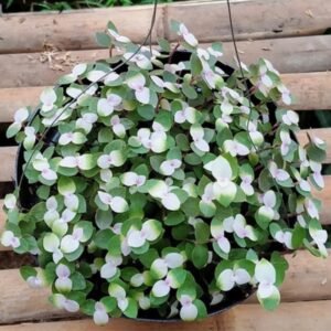 Kribo Ungu