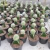 Kaktus Grafting Vetula - Gambar 2