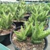 Aloe juvenna - Gambar 2