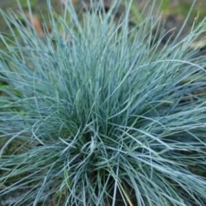 Rumput Biru Festuca