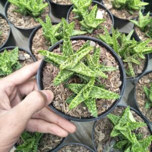 Aloe juvenna