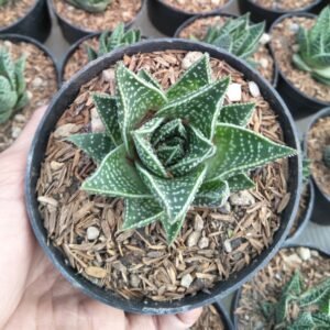 Aloe Aristata (Lace Aloe)