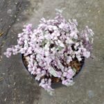 Kribo Pink (Callisia Repens Pink Lady)