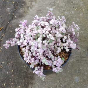 Kribo Pink (Callisia Repens Pink Lady)
