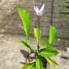 Goepertia Loeseneri (Calathe Bintang Brasil) - Gambar 4