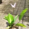Goepertia Loeseneri (Calathe Bintang Brasil) - Gambar 3