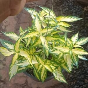 Graptophyllum Pictum