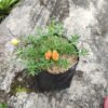 Krokot Mix (Portulaca) - Gambar 2