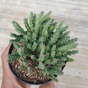Kaktus Huernia Keniensis