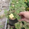 Krokot Mix (Portulaca) - Gambar 3