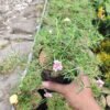 Krokot Mix (Portulaca) - Gambar 5