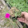 Krokot Mix (Portulaca) - Gambar 4
