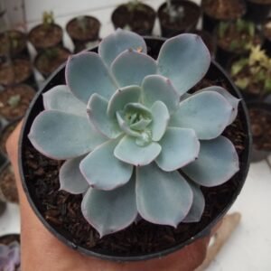 Sukulen Echeveria Blue Prince