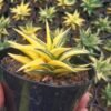 Haworthia Limifolia Variegata Yellow - Gambar 3