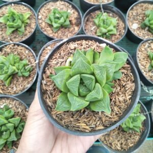 Haworthia Cuspidata