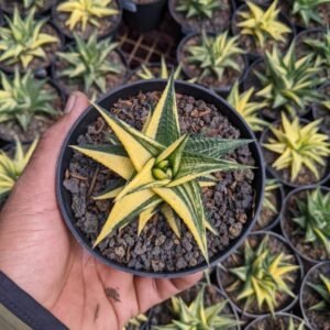Haworthia Limifolia Variegata Yellow