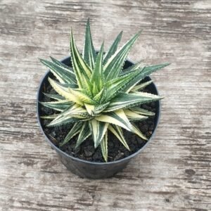 Haworthia Limifolia Variegata White