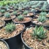 Haworthia Reindwadtii - Gambar 2