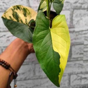 Syngonium Yellow Variegata