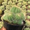 Kaktus Notocactus Magnificus Cluster - Gambar 2