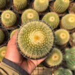 Kaktus Notocactus Lenninghausii