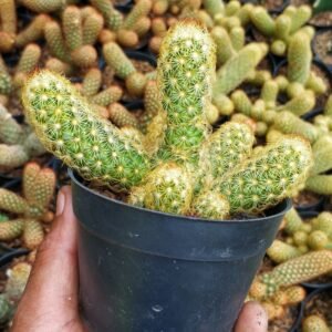 Kaktus Mammillaria Elongata Cluster Yellow