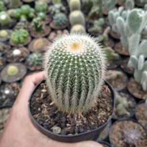 Kaktus Notocactus Parodia Scopa