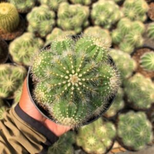 Kaktus Notocactus Magnificus Cluster