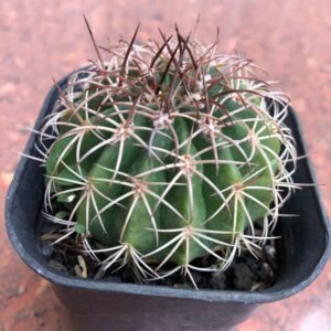 Kaktus Melocactus