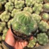 Kaktus Notocactus Magnificus Cluster - Gambar 3